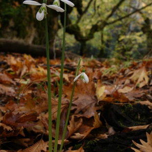 Galanthus regina-olgae